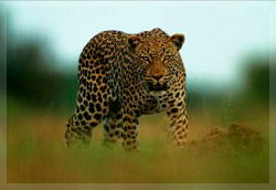 Green desert Safari Botswana